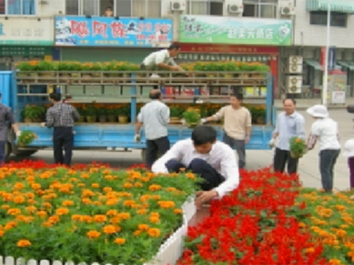花卉种植